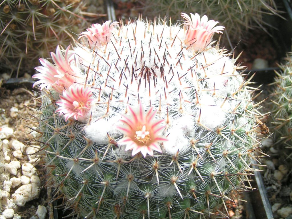 Mammillaria sp. Cerritos SLP